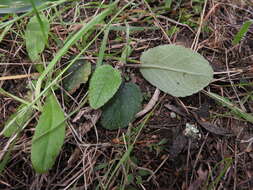 Image of Brachyglottis southlandica (Cockayne) B. Nord.