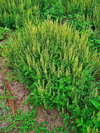Слика од Teucrium scorodonia L.