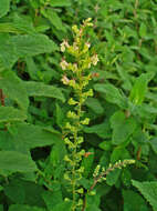 Слика од Teucrium scorodonia L.