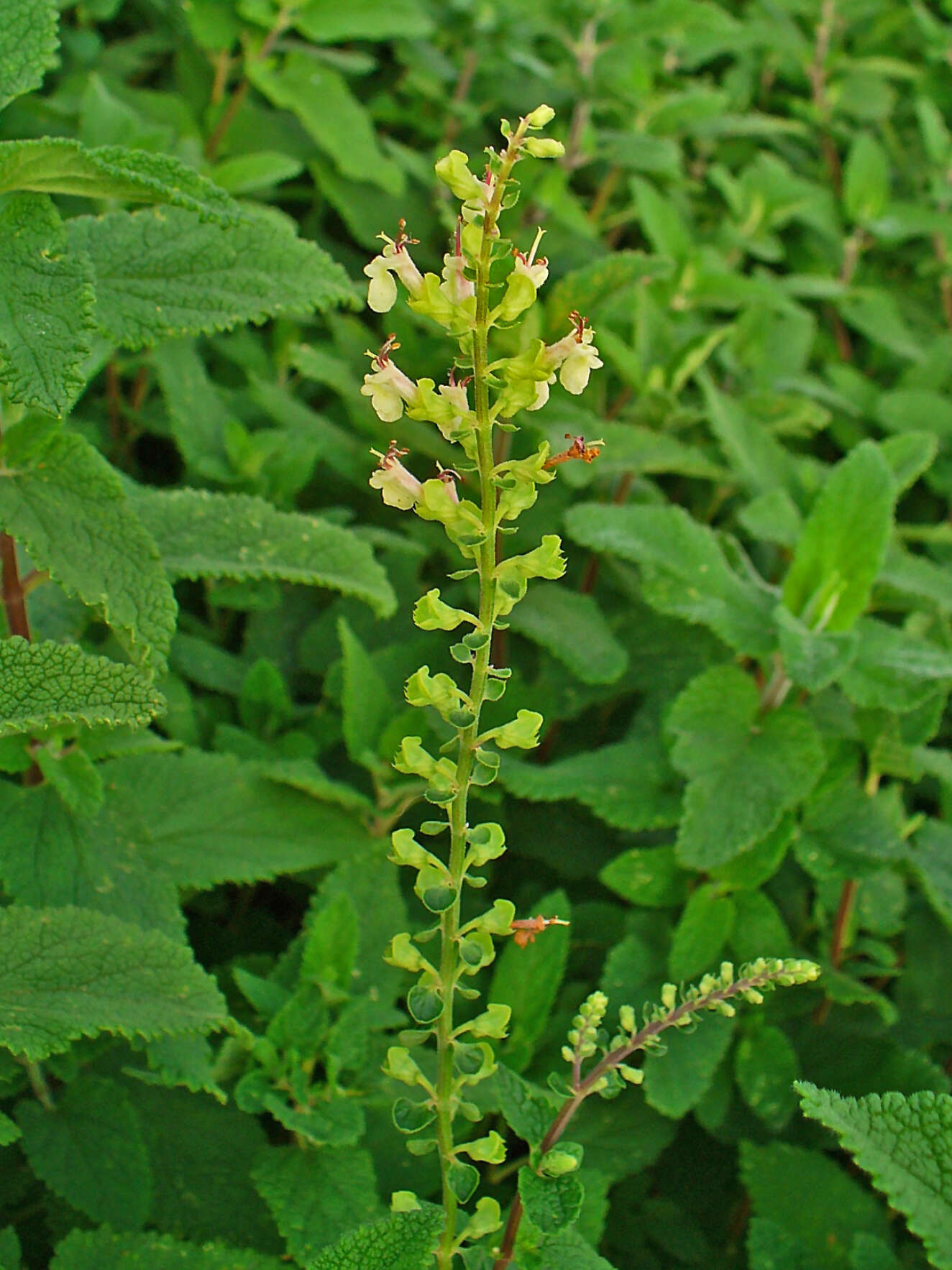 Слика од Teucrium scorodonia L.
