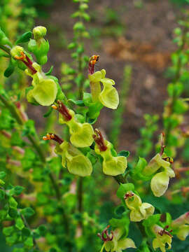 Слика од Teucrium scorodonia L.