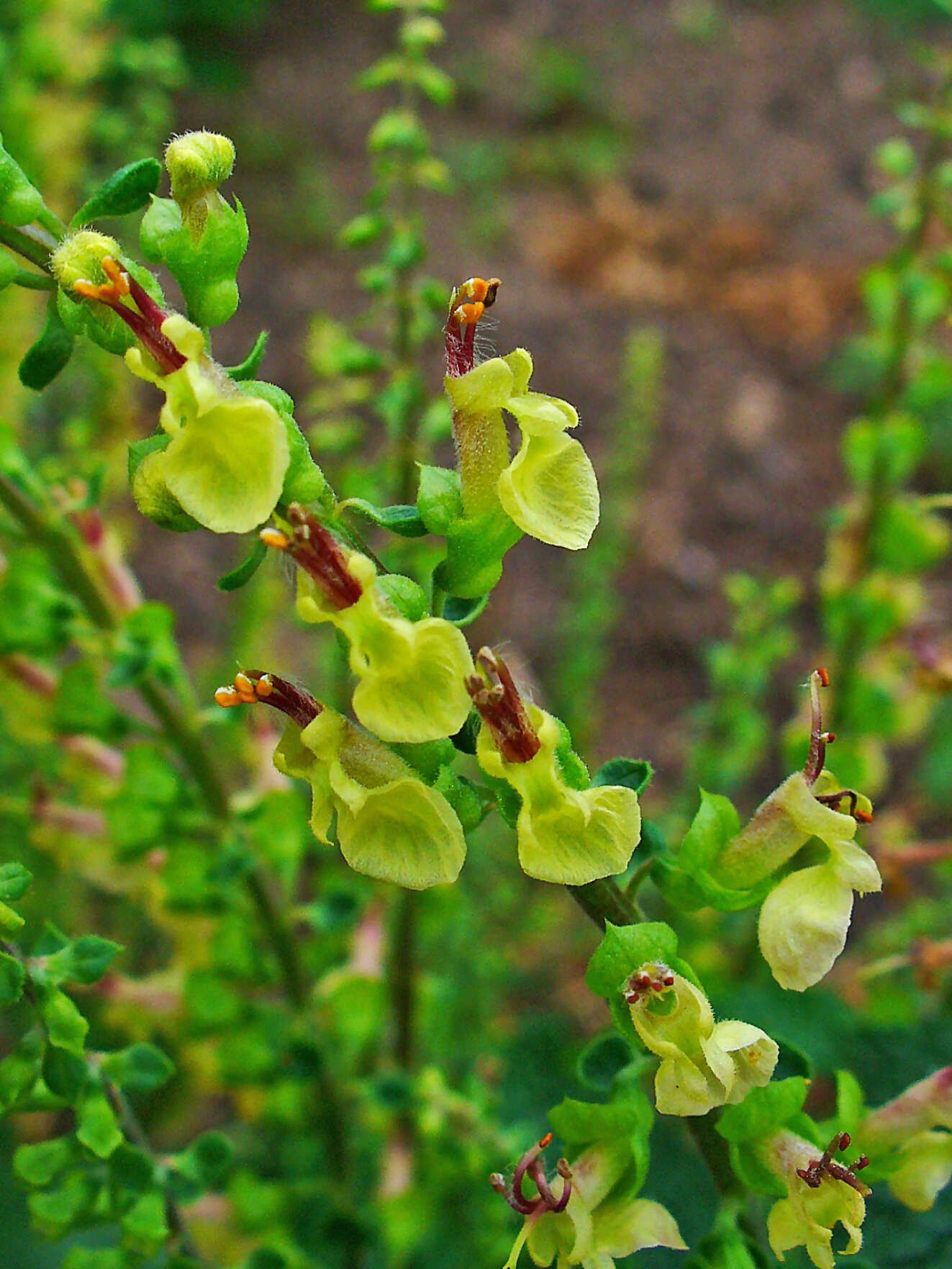 Слика од Teucrium scorodonia L.