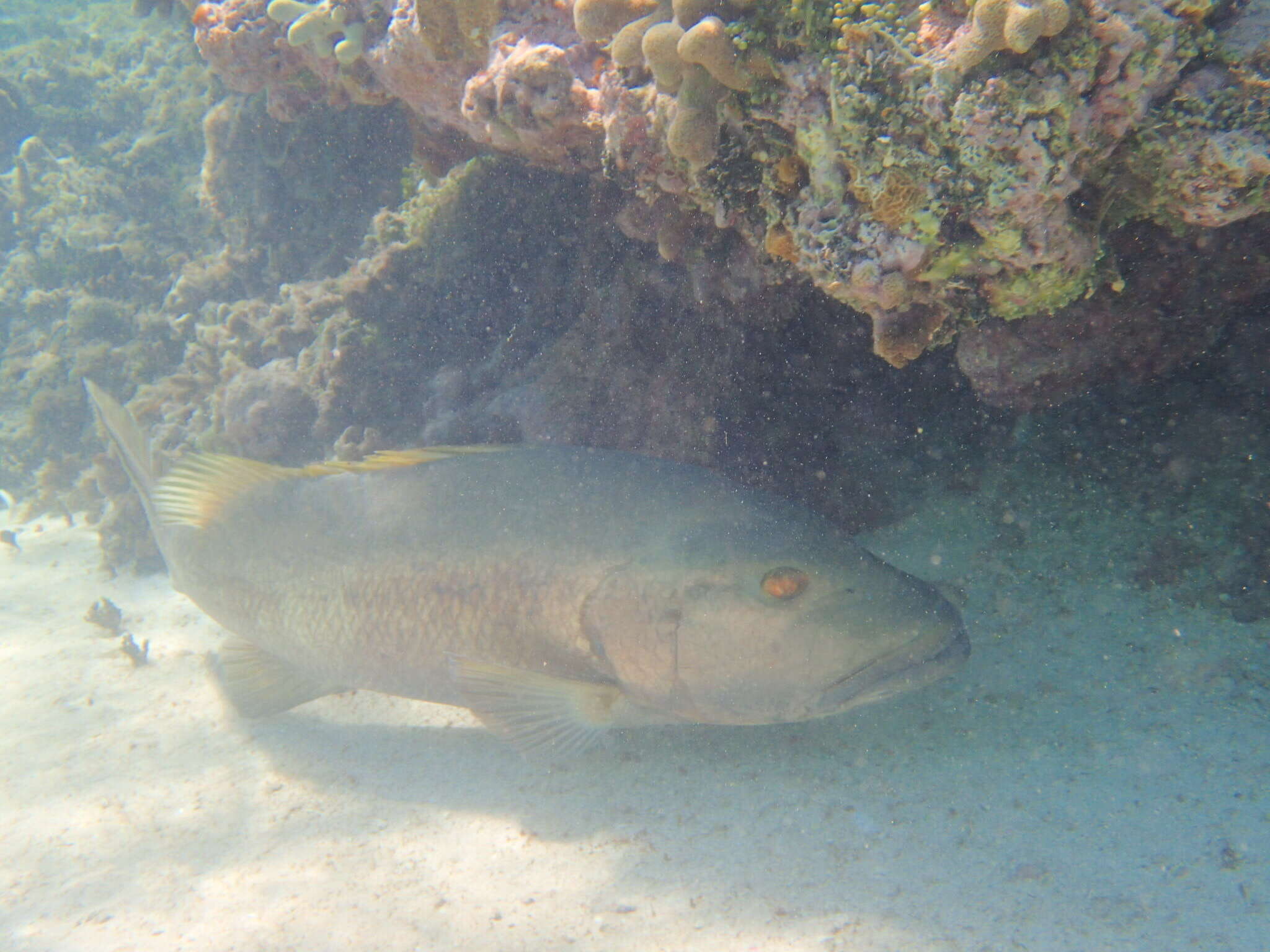 Image of Canteen Snapper