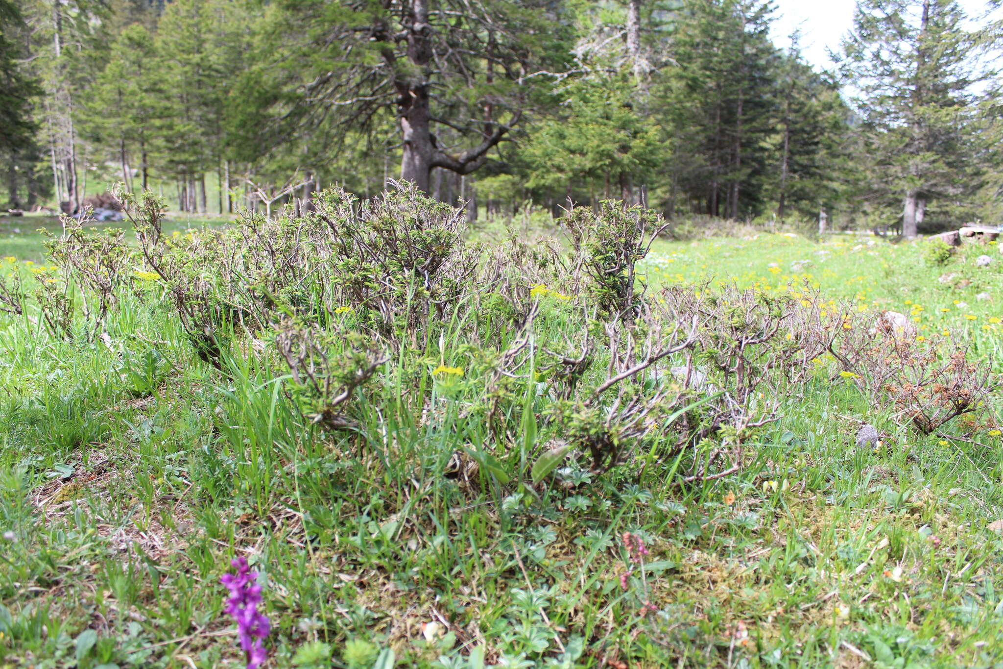 Plancia ëd Juniperus communis var. communis