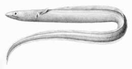 Image of Echelus pachyrhynchus (Vaillant 1888)