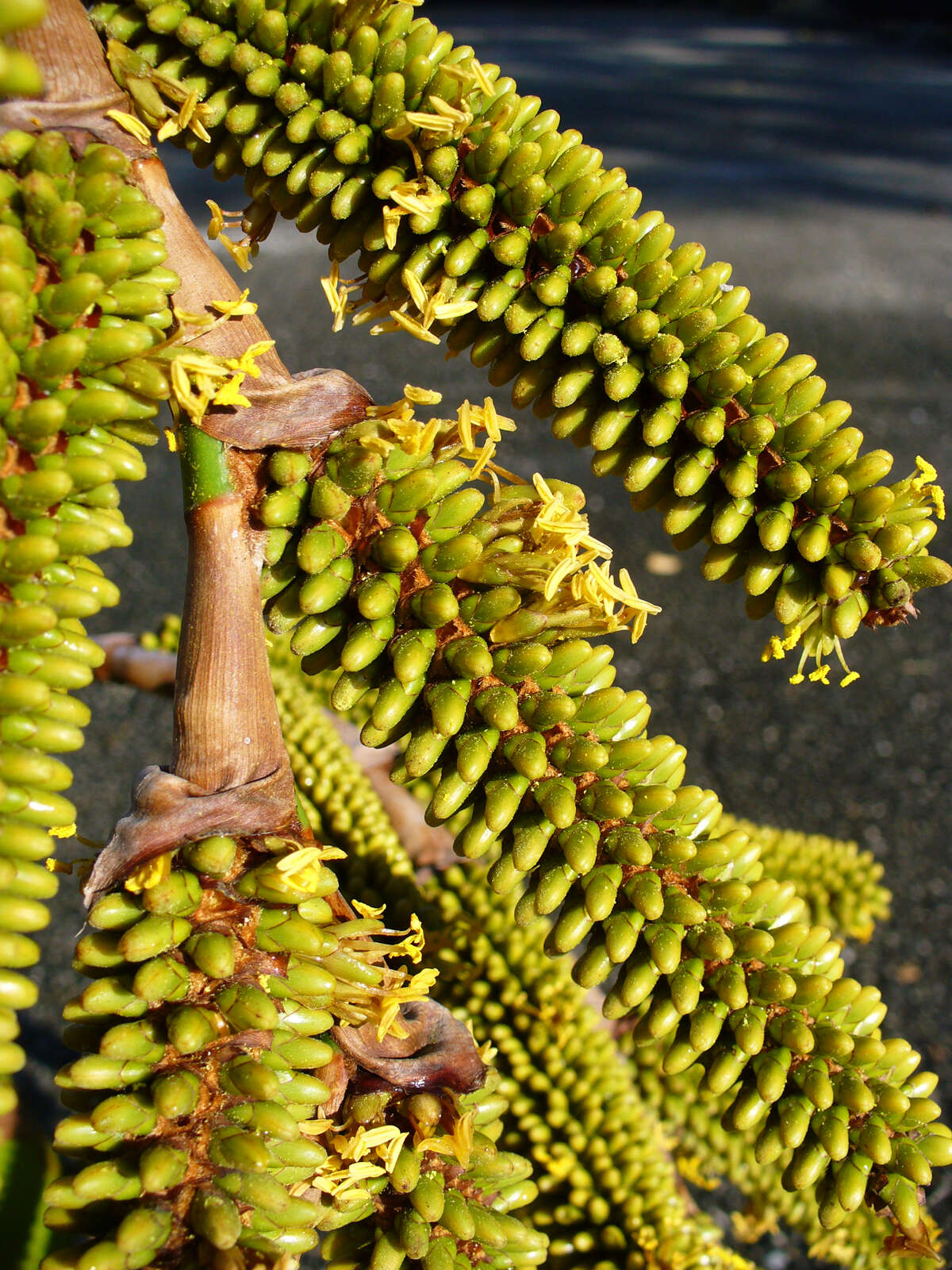 Image de Metroxylon vitiense (H. Wendl.) Hook. fil.