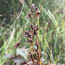 Image of Smooth sawgrass