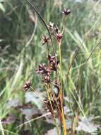 Слика од Cladium mariscoides (Muhl.) Torr.