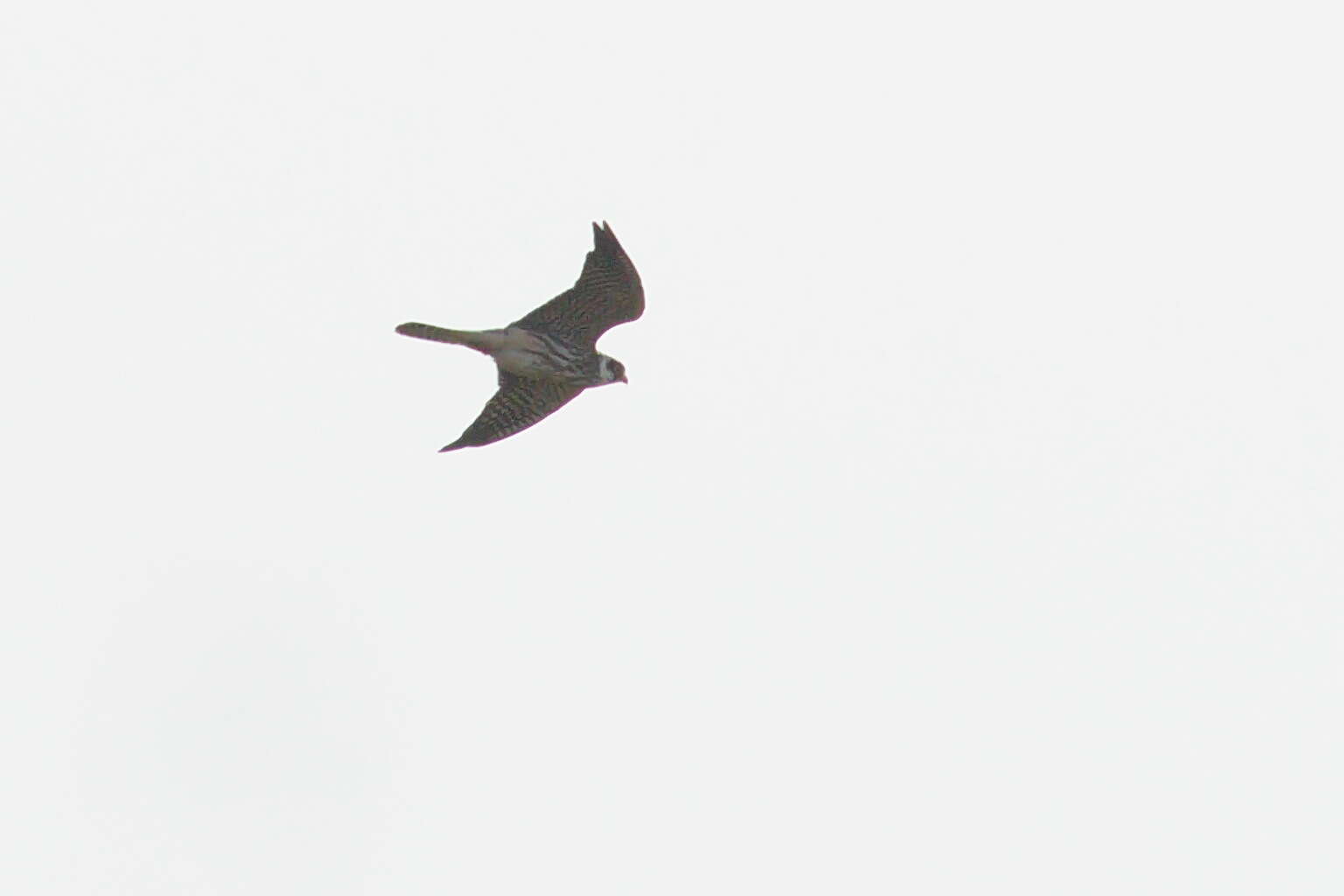 Image of Red-footed Falcon