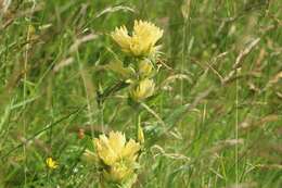 Image of Gentiana burseri subsp. burseri