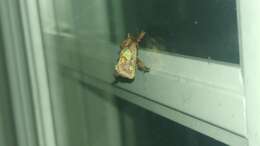 Image of Nanina Oak-Slug Moth