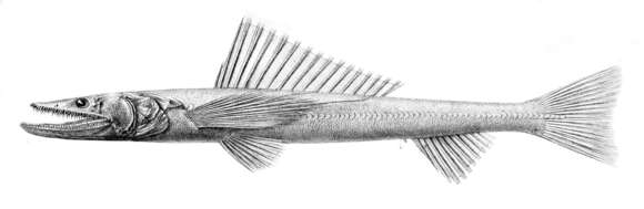 Image of deep-sea lizardfishes