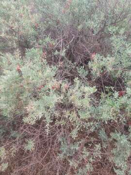 Image of Chenopodium parabolicum (R. Br.) S. Fuentes & Borsch