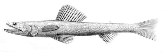 Image of deep-sea lizardfishes