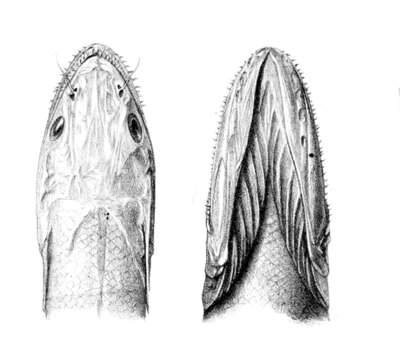 Image of deep-sea lizardfishes