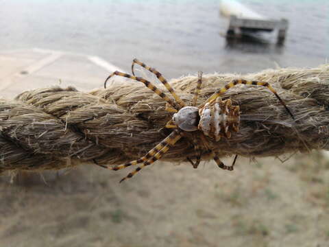 Image of Argiope lobata (Pallas 1772)