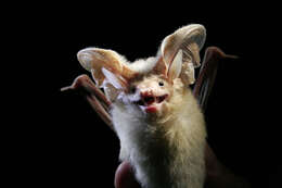 Image of Desert Long-eared Bat