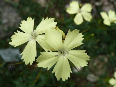 Image de Dianthus balbisii subsp. knappii (Pant.) Peruzzi & Uzunov