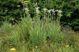 Imagem de Eryngium yuccifolium Michx.