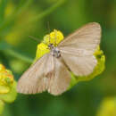 Image of Drab looper moth