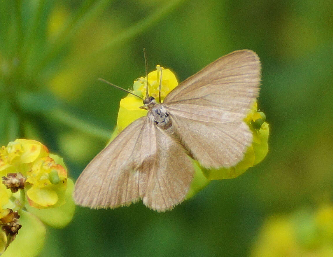 Image of Drab looper moth