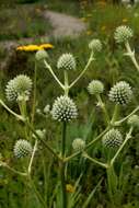 Imagem de Eryngium yuccifolium Michx.