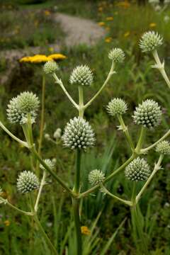 Image of button eryngo