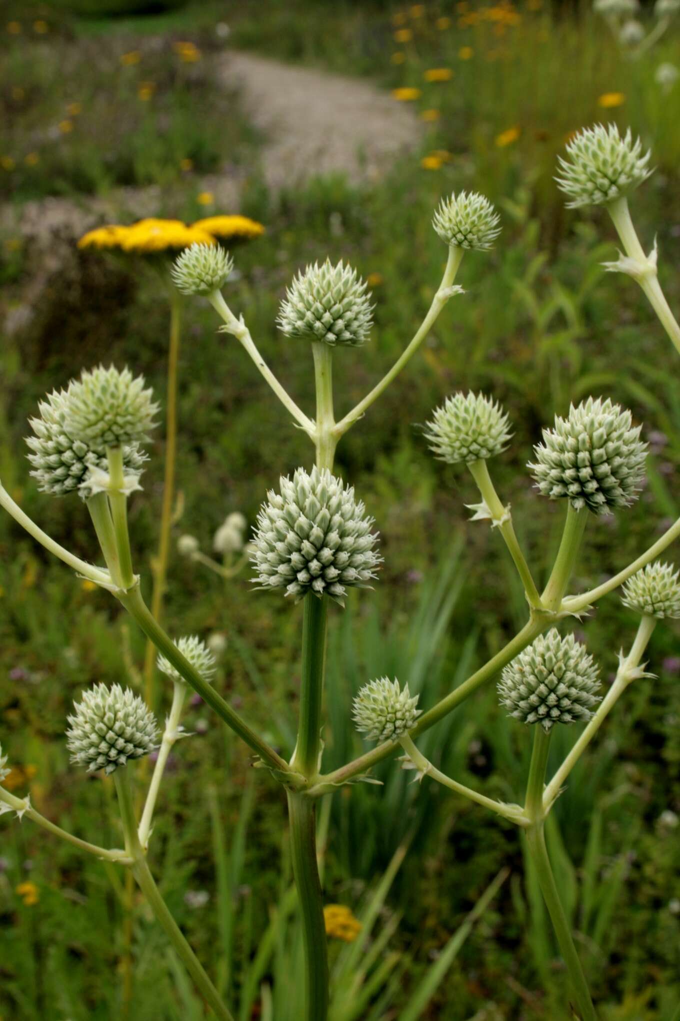 Imagem de Eryngium yuccifolium Michx.