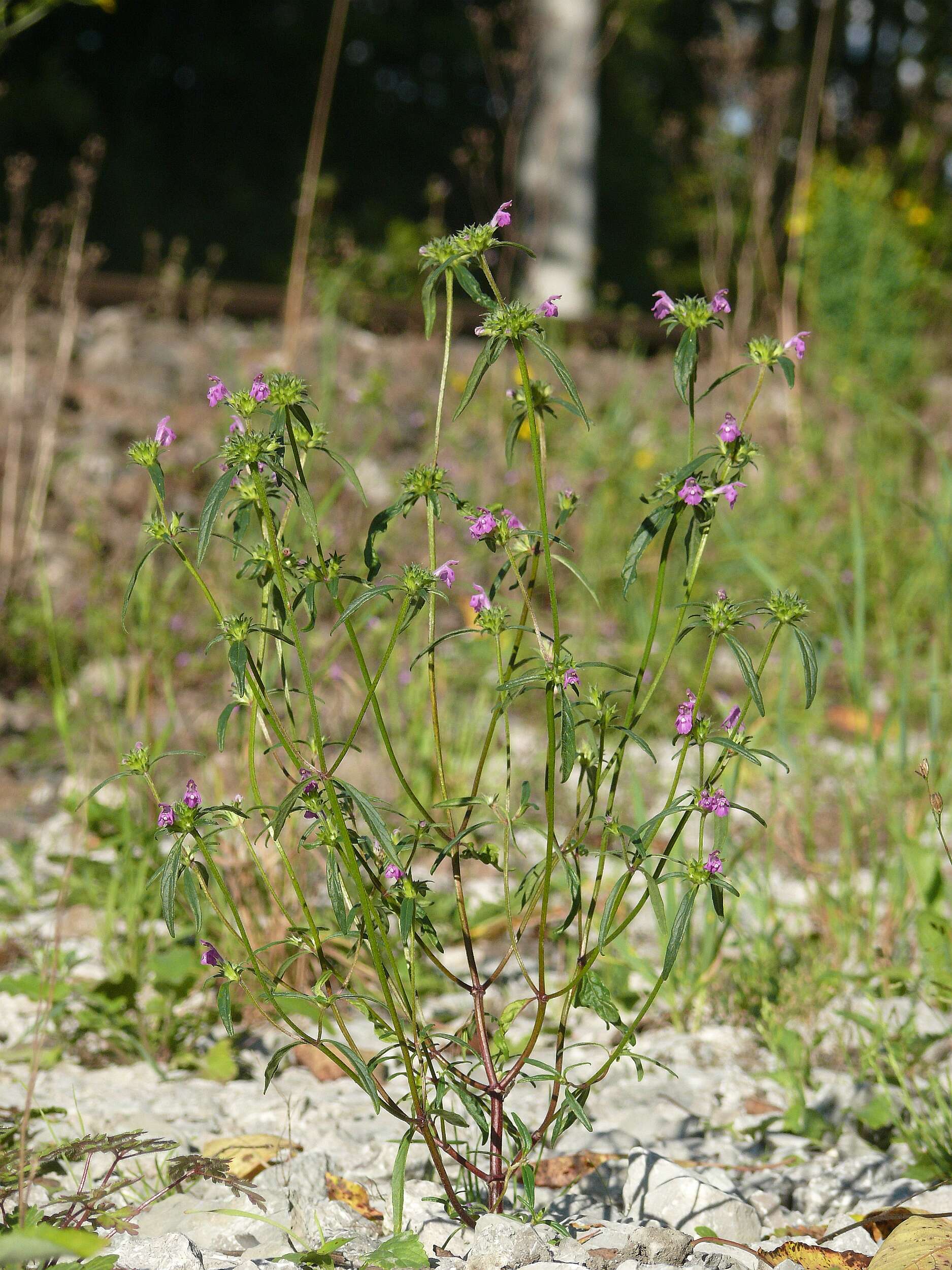 Image of Red hemp-nettle