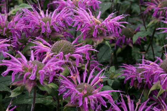 Image of scarlet beebalm