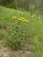 Image of Inula hirta