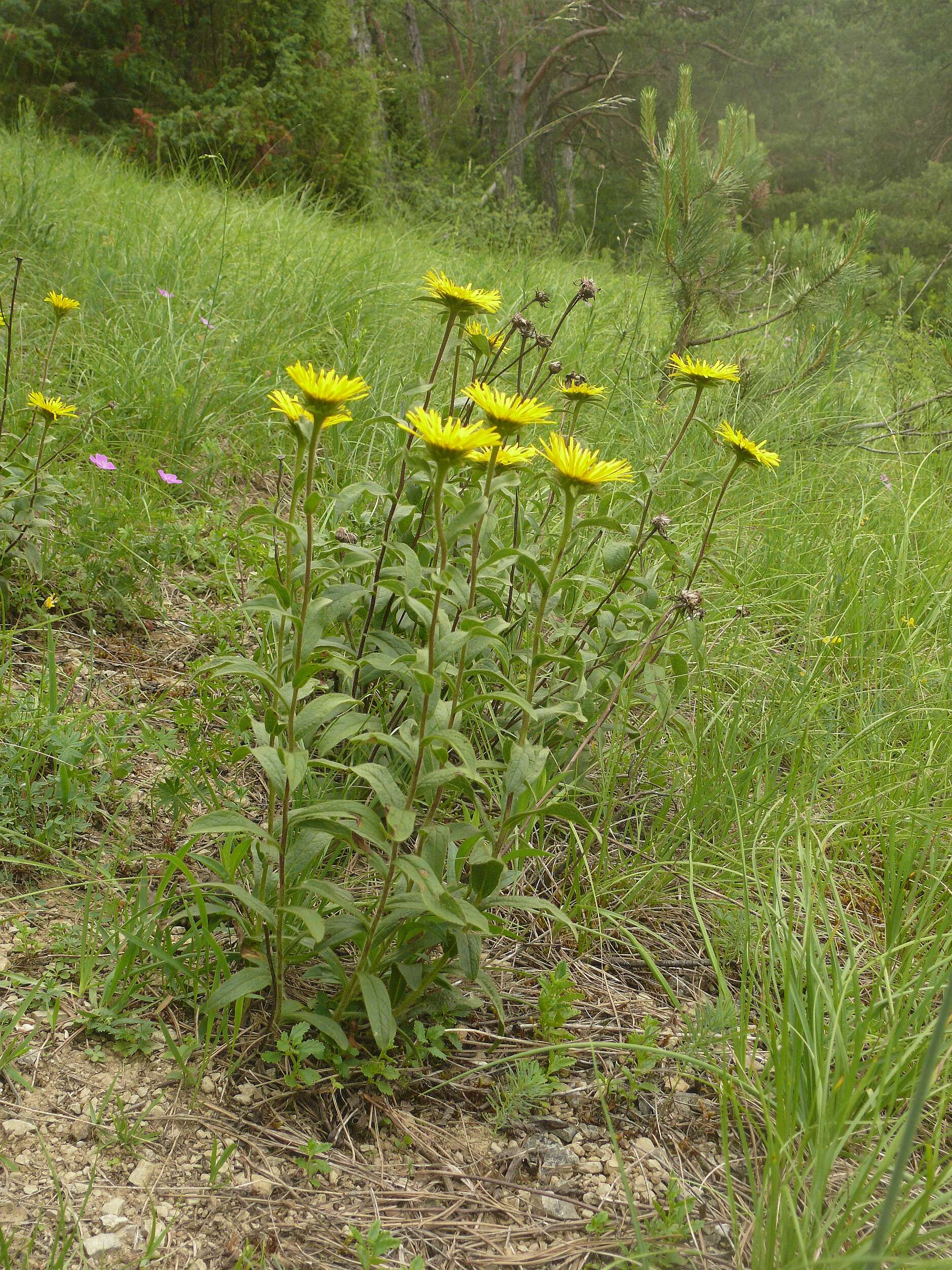 Image of Inula hirta