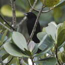 Image of Red-shouldered Tanager