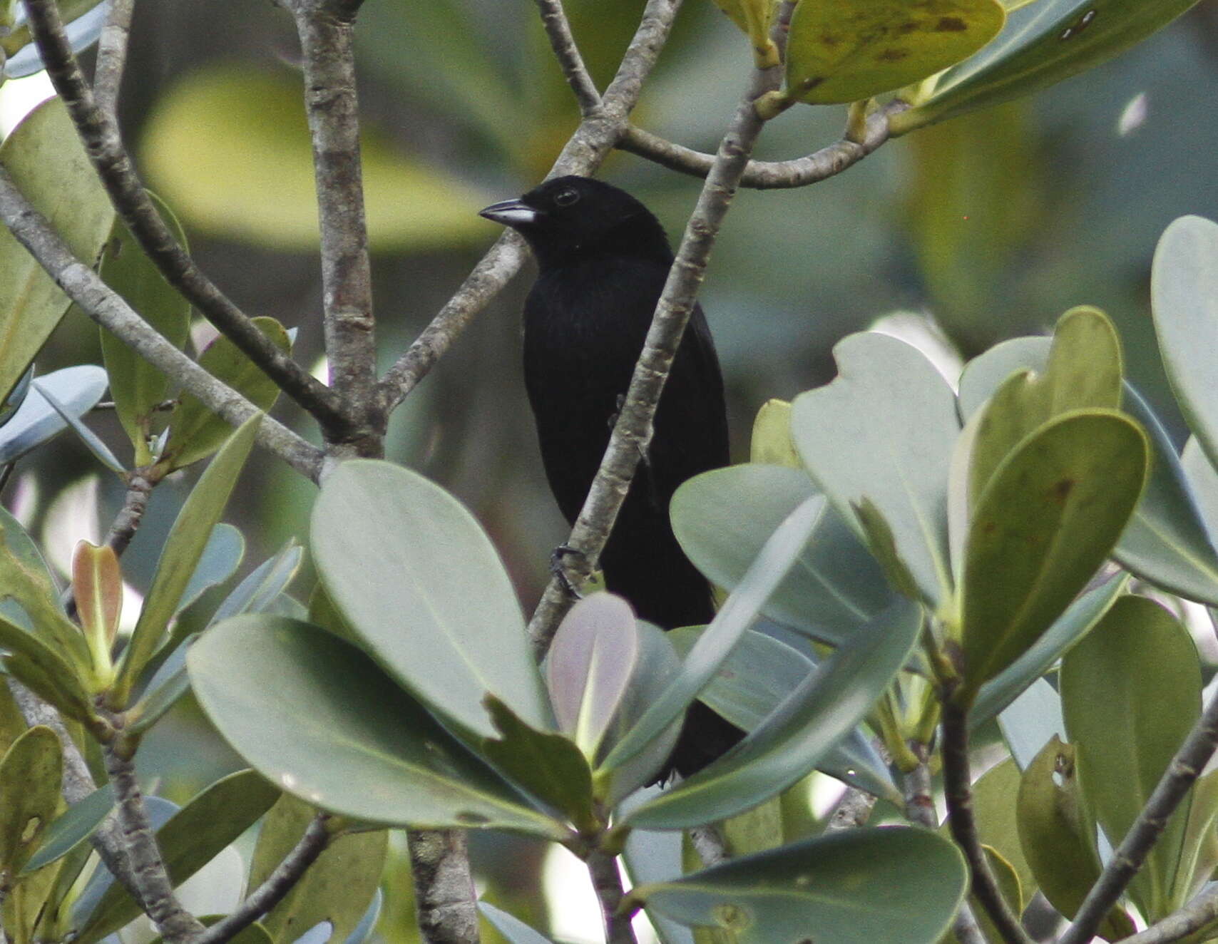 Image of Red-shouldered Tanager