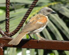 Image of Grey-headed Sparrow