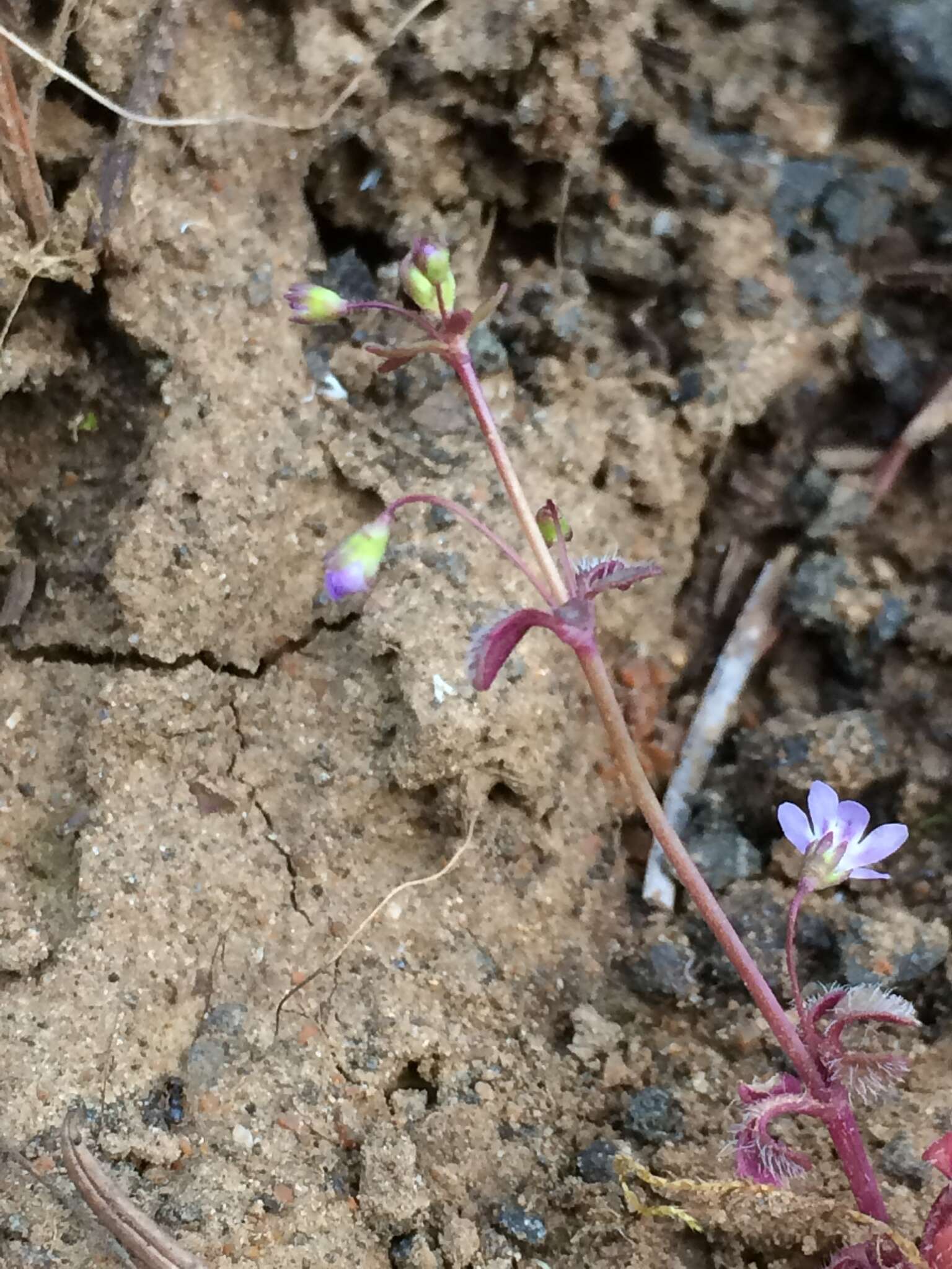 Image of Small-flower Tonella