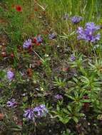 Image de Asperula arvensis L.