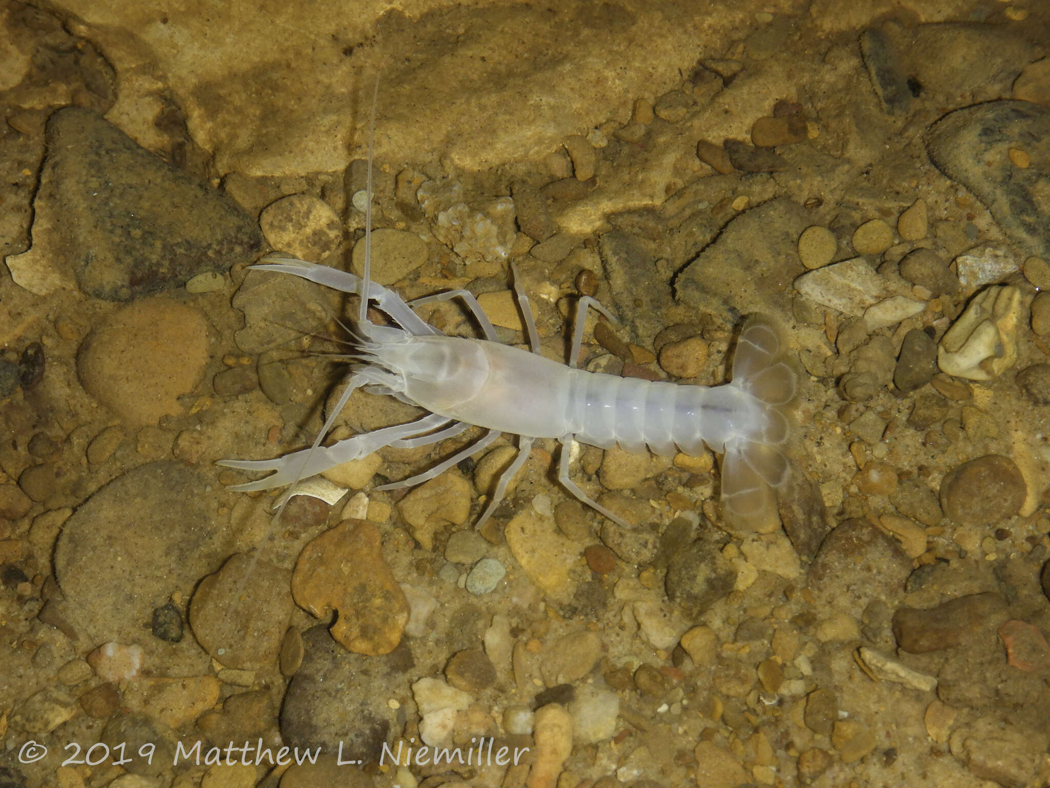 Image of Southern Cave Crayfish