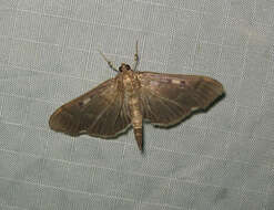 Image of Herpetogramma sphingealis Handfield & Handfield 2011