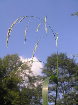 Image of tall bearded fescue