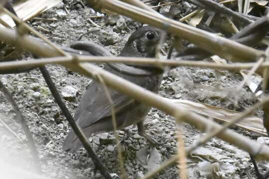 Image of Dark-sided Thrush