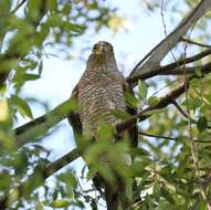 Image of Chilean Hawk