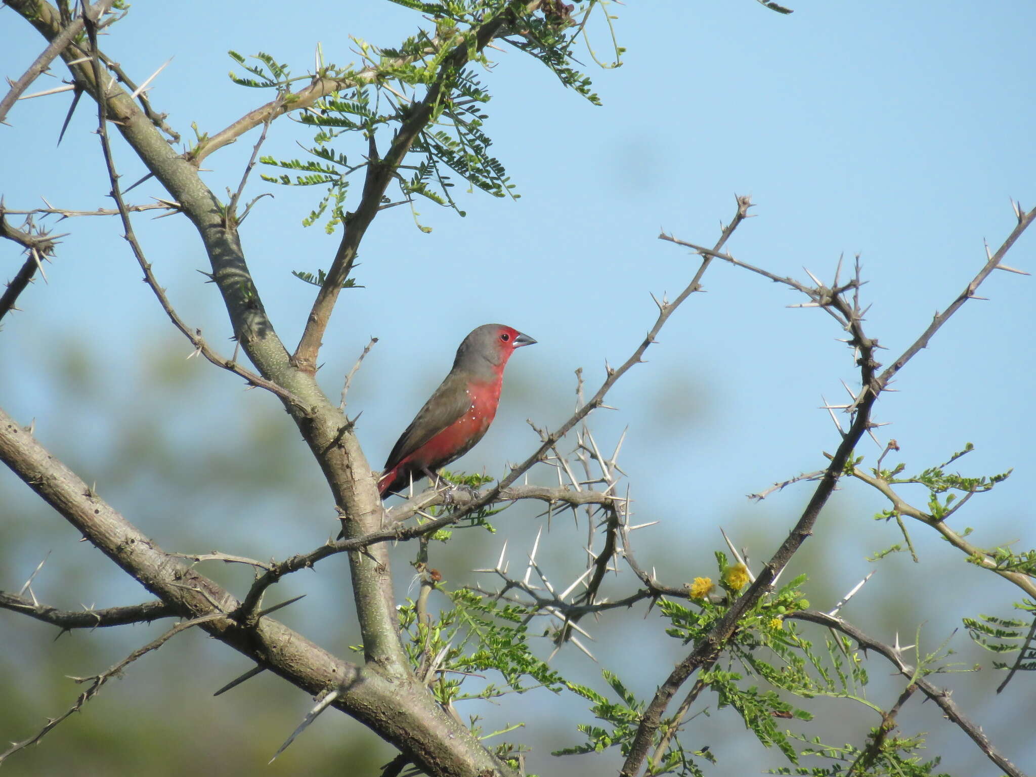 Image of African Firefinch