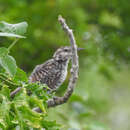 صورة Campylorhynchus yucatanicus (Hellmayr 1934)