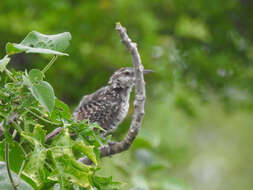 Image of Yucatan Wren