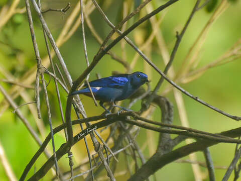 Image of Opal-rumped Tanager