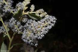 Image of Ceanothus caeruleus Lag.