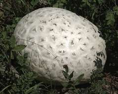 Image of Western giant puffball