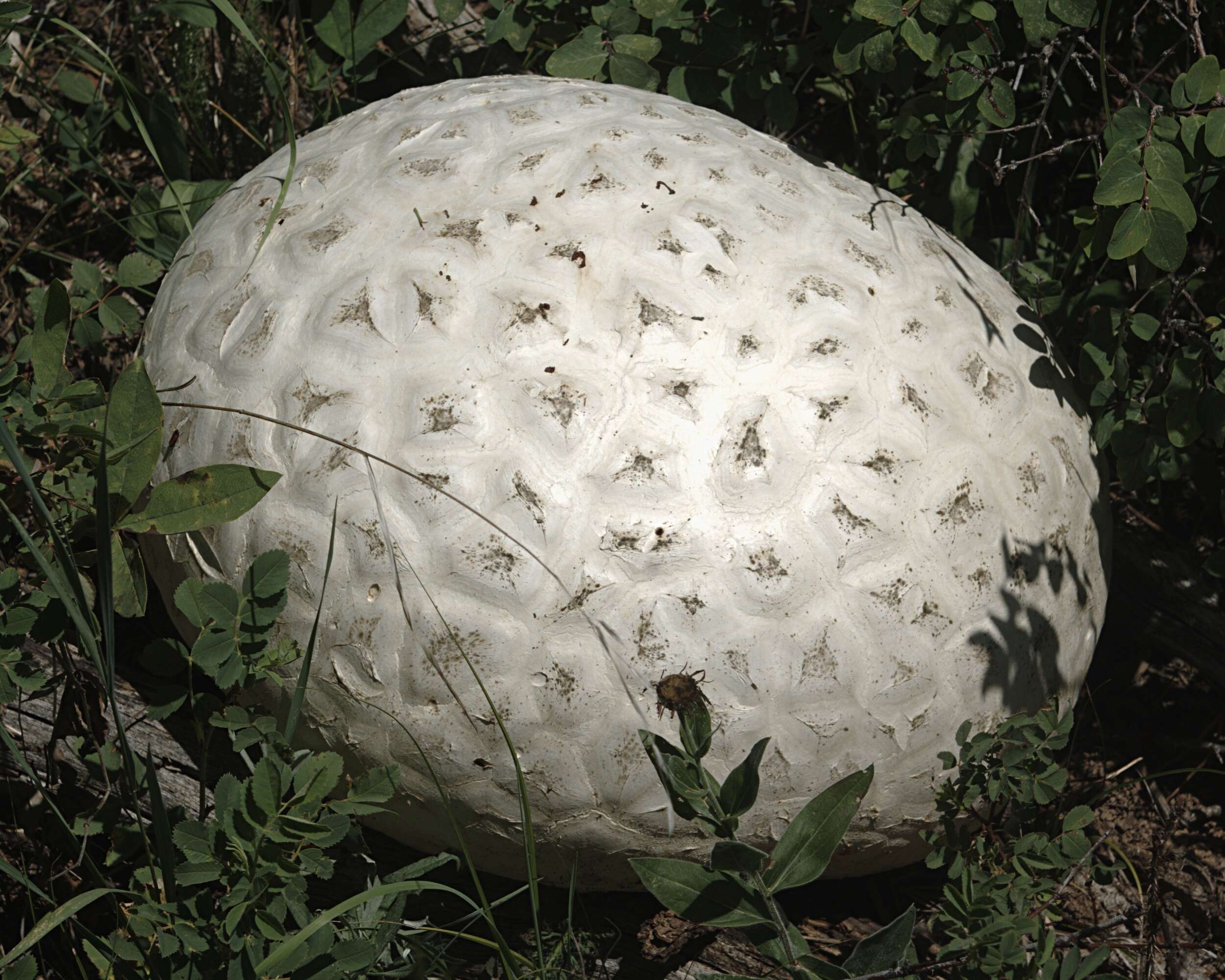 Image of Western giant puffball