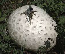 Image of Western giant puffball